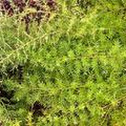Asparagus fern