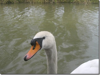 Evil Swan