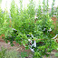 atc's Citrus Graft garden