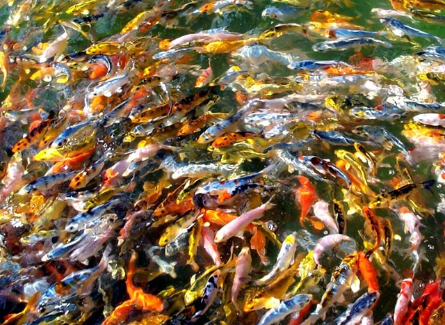 [Koi_Fingerlings[4].jpg]
