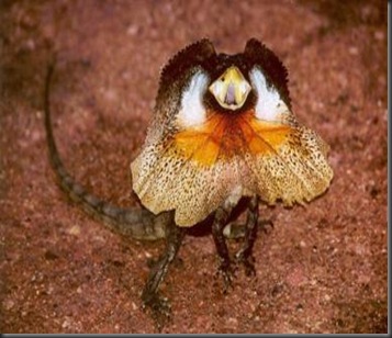 frill-necked_lizard_chlamydosaurus_kingii frill-necked_lizard_chlamydosaurus_kingii