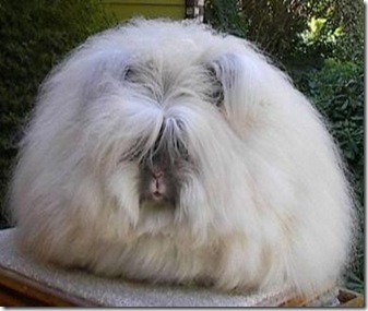 angora_rabbit angora_rabbit