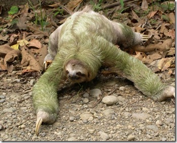 _sloth _sloth