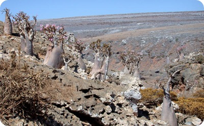 socotra.2