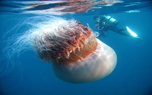meduza meduza