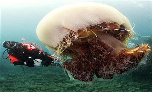 meduza.2 meduza.2