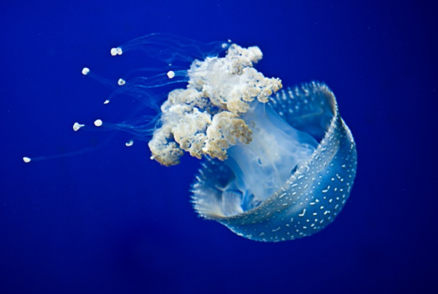 [meduza.5[12].jpg]