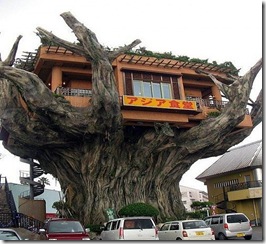 treehouse.1