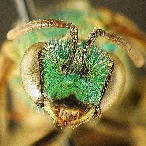 [Agapostemon_sericeus,_female,_face,I_SD2752_1[2].jpg]