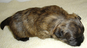 red brindle havanese
