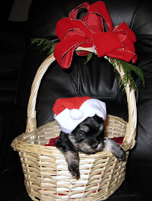 holiday_hazards