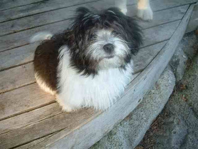 havanese barking problem clicker basics havanese fanciers of canada havanese barking problem clicker basics havanese fanciers of canada