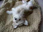 Real Cute Puppy