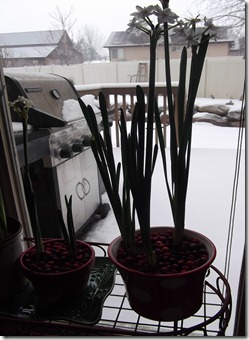 DSCF0331 DSCF0331