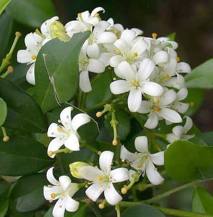 [Jasmine[3].jpg]