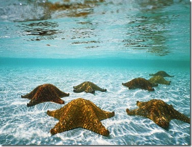 starfish