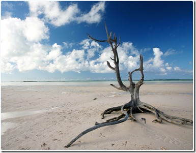 lone tree at Harbour Island