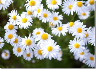 Daisies