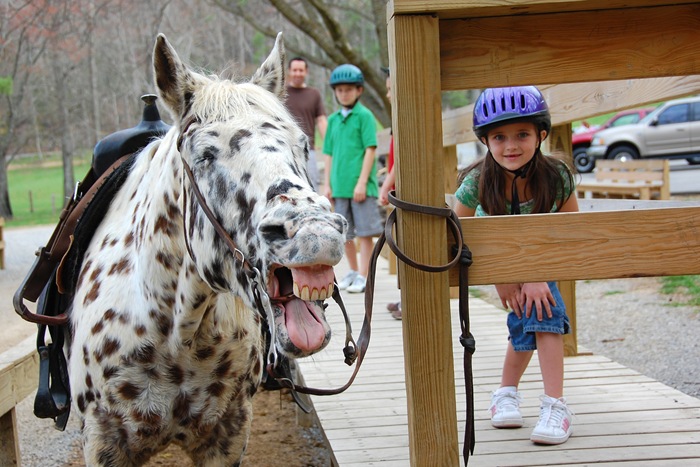 [emily's horse copy[2].jpg]