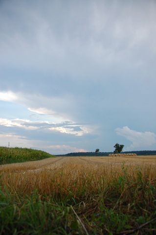 [1 my fields[1].jpg]