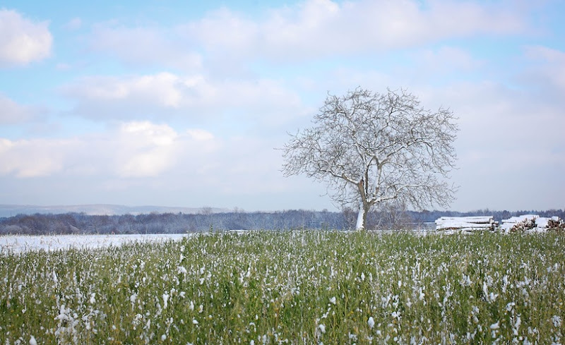 fields1