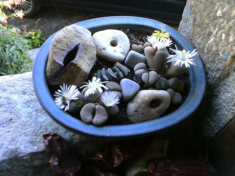 my garden