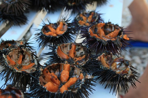 [SeaUrchinRoe[3].jpg]