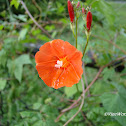 Scarlet Morning Glory