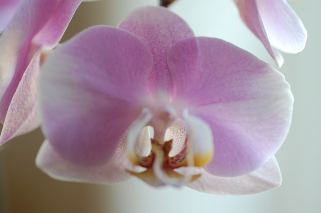 [orkide 3[3].jpg]