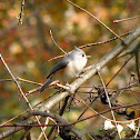 Tufted Titmouse