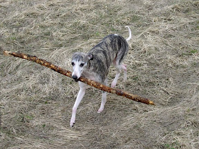 79.jpg