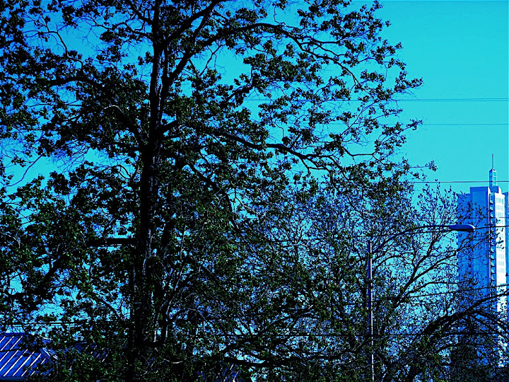 Pecan