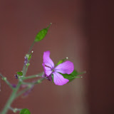 Backyard 018.JPG