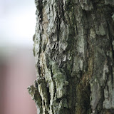 Backyard 026.JPG