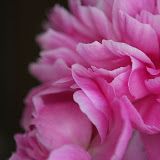 Backyard 049.JPG