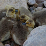 Huddle.jpg