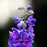 Flower 1.jpg