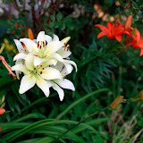 Flower 6.jpg