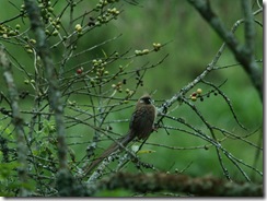 Speckled Mousebird Speckled Mousebird