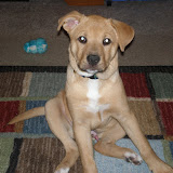 Nokes - Our Dog