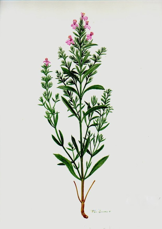 Ajedrea, satureia montana:dibujo de Francisco Manuel Blanco