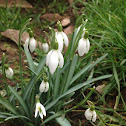 Snowdrop