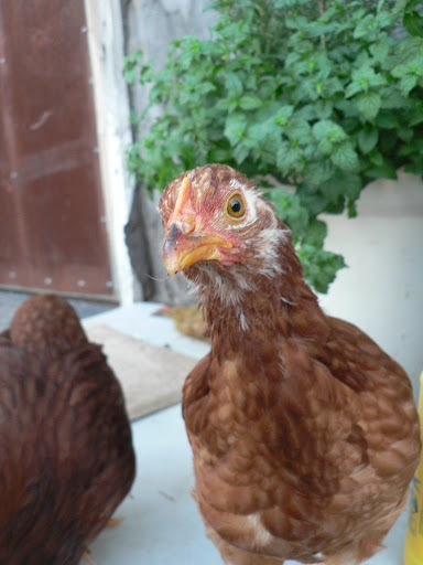little red hen from the Dragoons