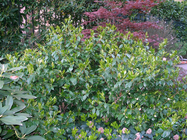 P4100004-2.JPG