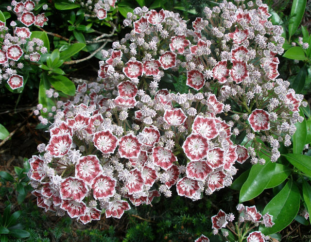 P5090002.JPG