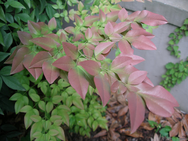 P6150006.JPG