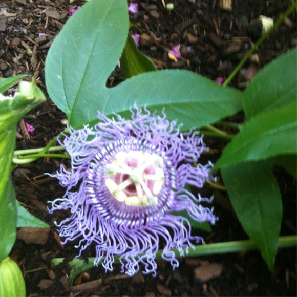 Spotting Image 1