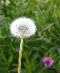 [1-0-dandelion_-Taraxacum-Officinale_seeds[2].jpg]