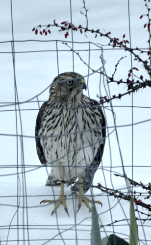 Drat! Hawk