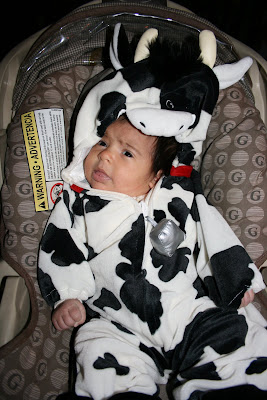 Fiona in the cow costume, 6 weeks.